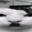 F4rest