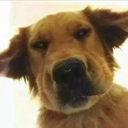 嫌疑人⭐五星市民