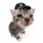 Sarge
