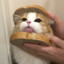 吐司小猫