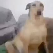 Gustavo
