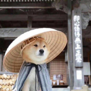 队友别急我更急