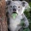 The Evil Koala