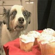 TheCupCakeDog