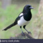 magpie