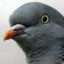 Supreme_Leader_Pigeon_The_Third