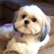 Fredi Kamionka Burzenin County