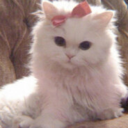 Advokat Kitten