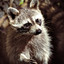 flamy_racoon