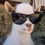WarGoat