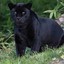 Black Panther