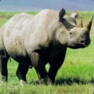 Rhinos