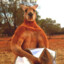 kangaroo