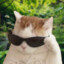 catnip seller