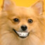 doggy dentures