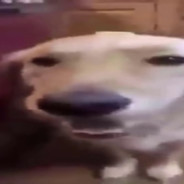 butta dog