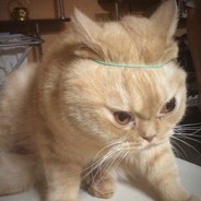 гичик) - steam id 76561199042999170