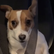 TUCKED DAWG - steam id 76561197965466165