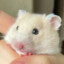 Tuen grain hamster