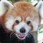 RedPandaNinja