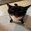 Dumb Retarded Cat