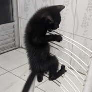 preto meu cat