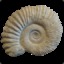 Ammonite