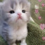 Котеныч