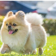 Banjo craque de bola