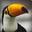 leTOUCAN