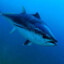 bluefin tuna
