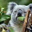 Koala Vibe