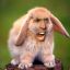 Sir Nick Cage the Hare