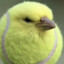 PolloLoco