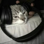 超级逆天的小羊