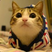 让我的鸡儿放天假吧