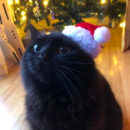 Котик avatar