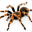 TaRaNTuLa
