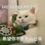 陌殇璃镯