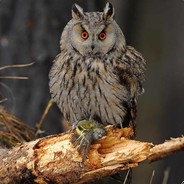 Е6анутая Cova