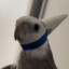 Piquirito