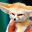 Fennec Fox