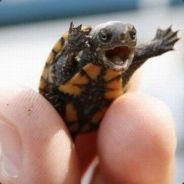 The Happy Turtle