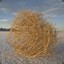 Groomed Tumbleweed