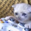 DrTheCat