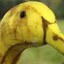 BananaDuck