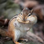 ChipmunkWarfare