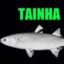 Tainha