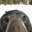 A Random Bear