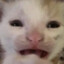 Kitt